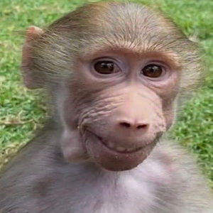 Meet your Posher, Munky